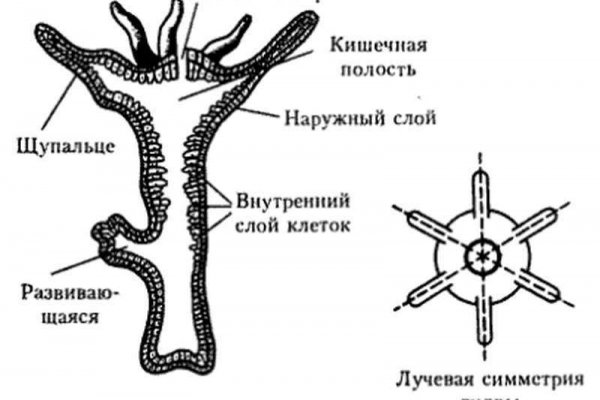 Кракен ссылка стор